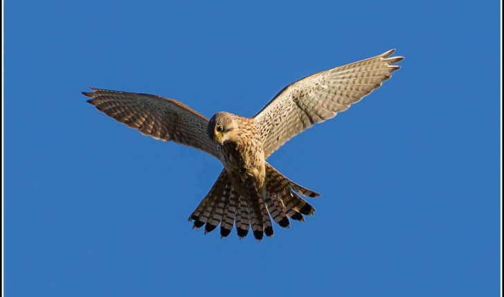 Falco tinnunculus (Linné, 1758)