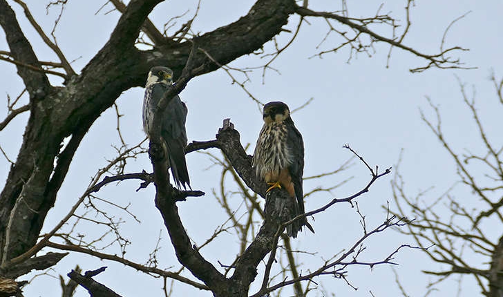 Falco subbuteo (Linnaeus, 1758)