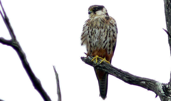 Falco subbuteo (Linnaeus, 1758)