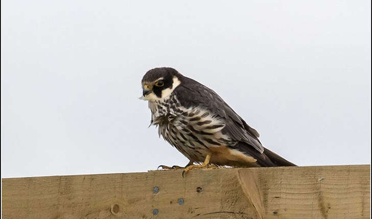 Falco subbuteo (Linnaeus, 1758)