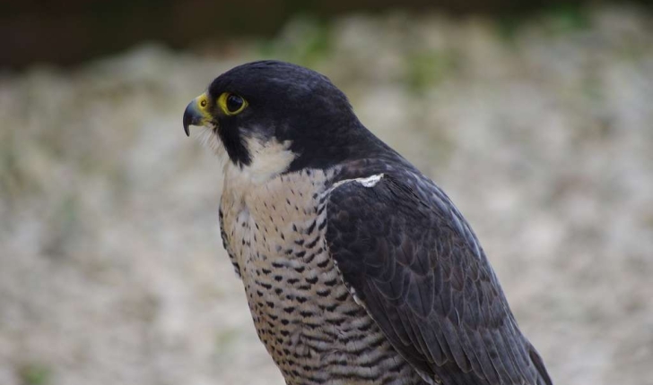 Falco peregrinus (Tunstall, 1771)