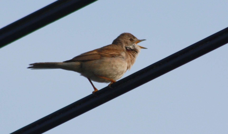 Sylvia communis (Latham, 1787)