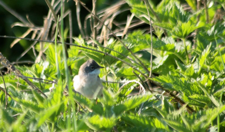 Sylvia communis (Latham, 1787)
