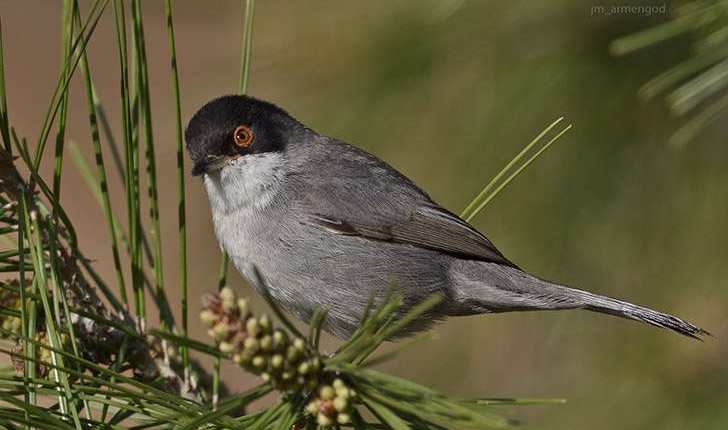 Sylvia melanocephala (Gmelin, 1789)
