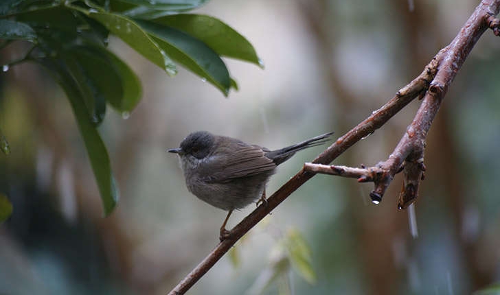 Sylvia melanocephala (Gmelin, 1789)