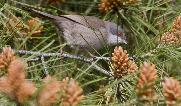 Sylvia melanocephala (Gmelin, 1789)
