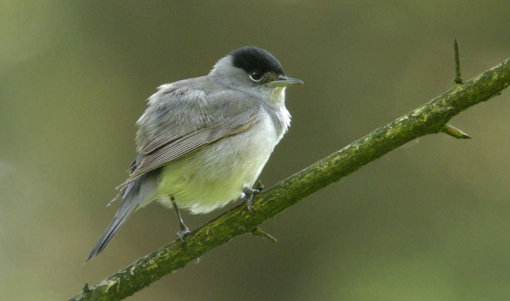 Sylvia atricapilla (Linné, 1758)