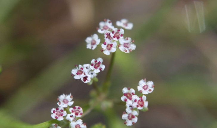 Caropsis verticillato-inundata (Thore Rauschert, 1982)