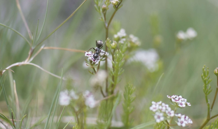 Caropsis verticillato-inundata (Thore Rauschert, 1982)