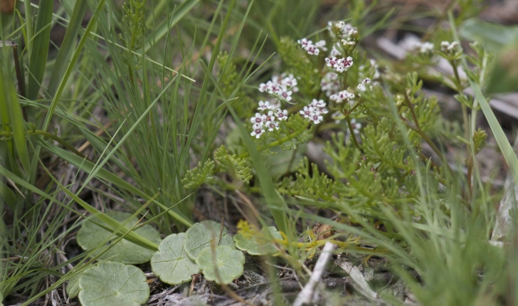 Caropsis verticillato-inundata (Thore Rauschert, 1982)