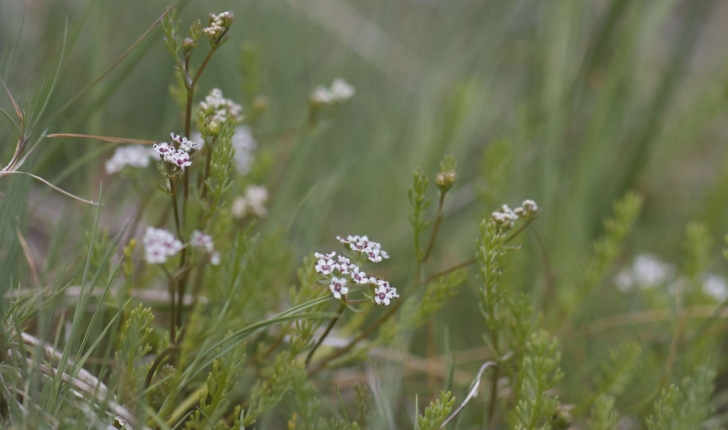 Caropsis verticillato-inundata (Thore Rauschert, 1982)