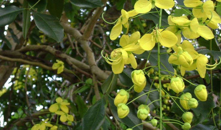 Cassia fistula (L., 1753)