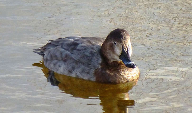 Aythya ferina (Linnaeus, 1758)