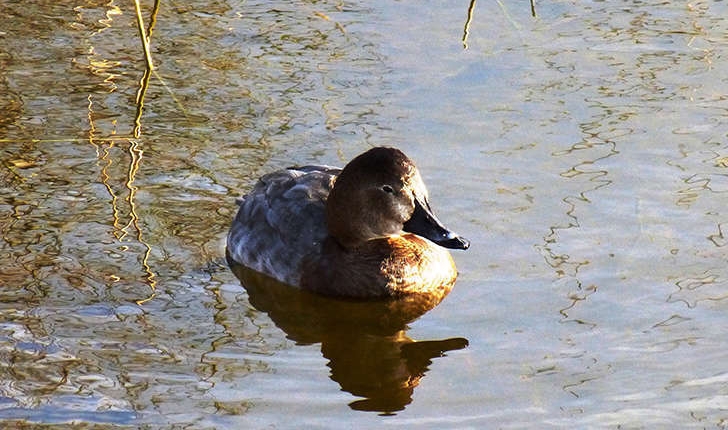 Aythya ferina (Linnaeus, 1758)