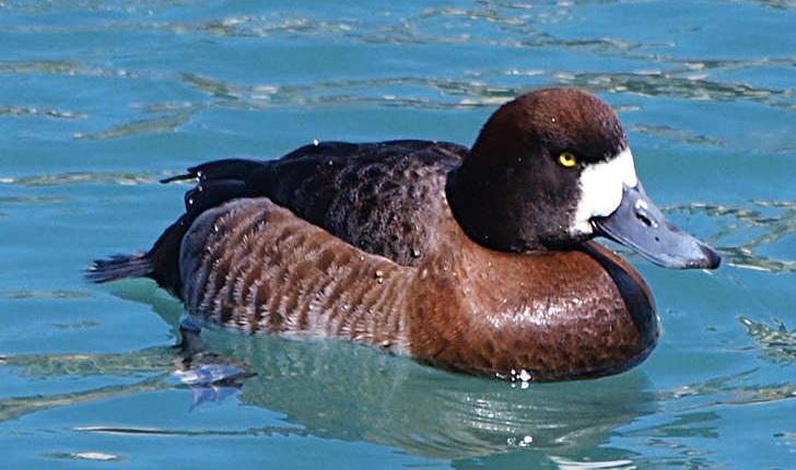 Aythya marila (Linnaeus, 1761)