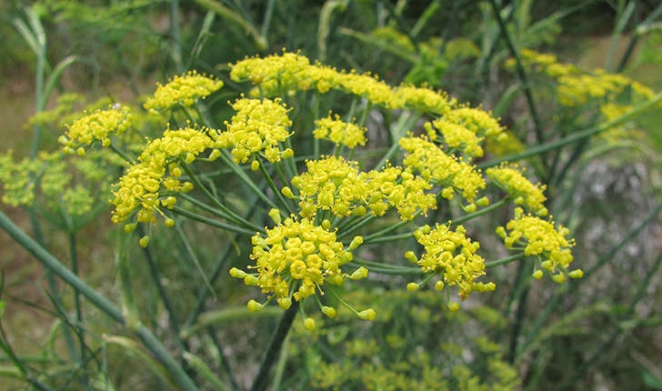 Foeniculum vulgare (Miller., 1768)