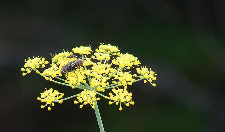 Foeniculum vulgare (Miller., 1768)