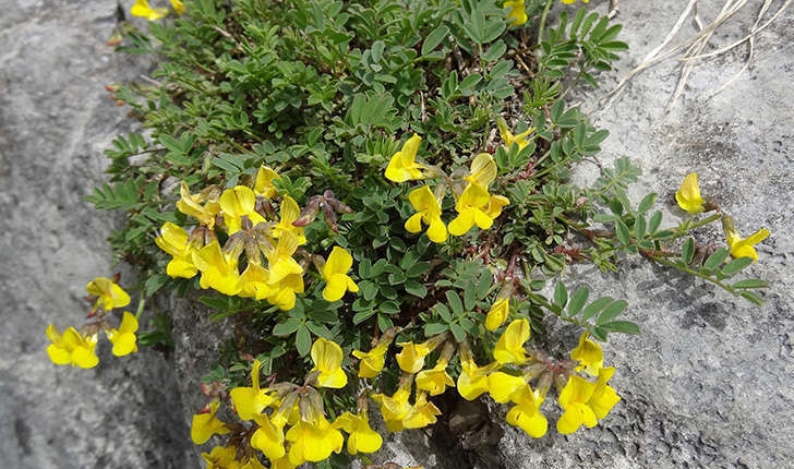 Hippocrepis comosa (L., 1753)