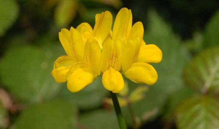 Hippocrepis comosa (L., 1753)