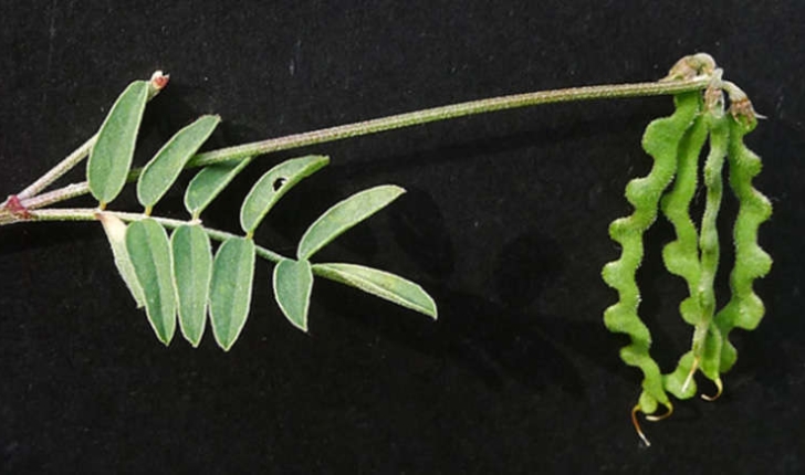 Hippocrepis comosa (L., 1753)