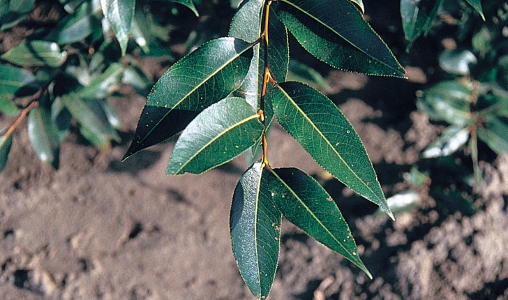 Salix pentandra L., 1753