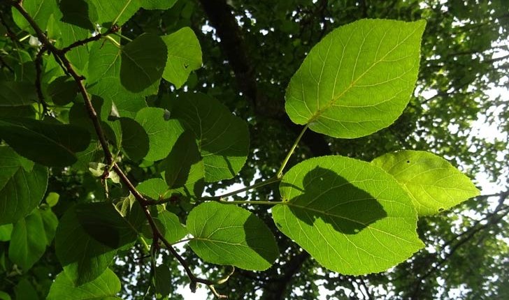 Alnus cordata (Loisel) Duby, 1828