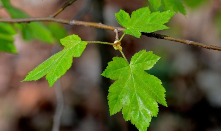 Sorbus torminalis (L. Crantz, 1763)