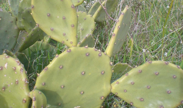 Opuntia ficus-indica