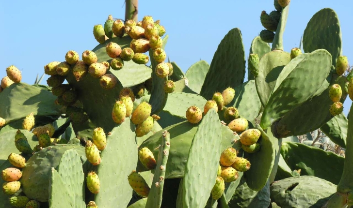 Opuntia ficus-indica