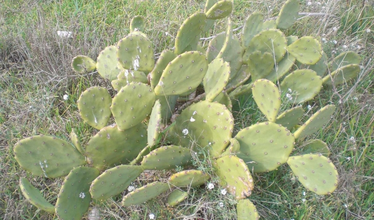 Opuntia ficus-indica