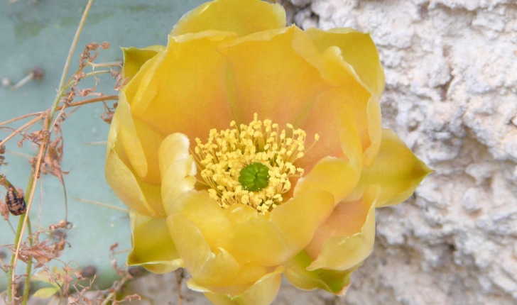 Opuntia ficus-indica