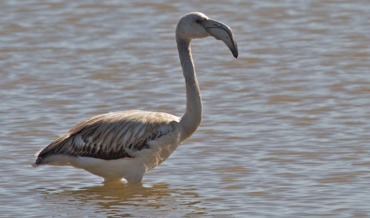 Phoenicopterus roseus (Pallas, 1811)