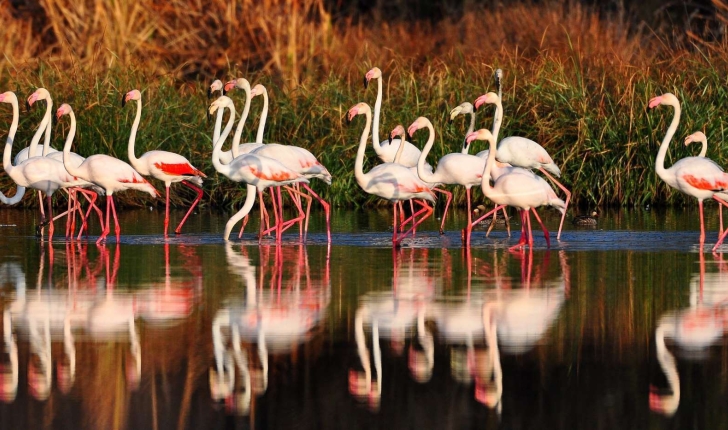 Phoenicopterus roseus (Pallas, 1811)