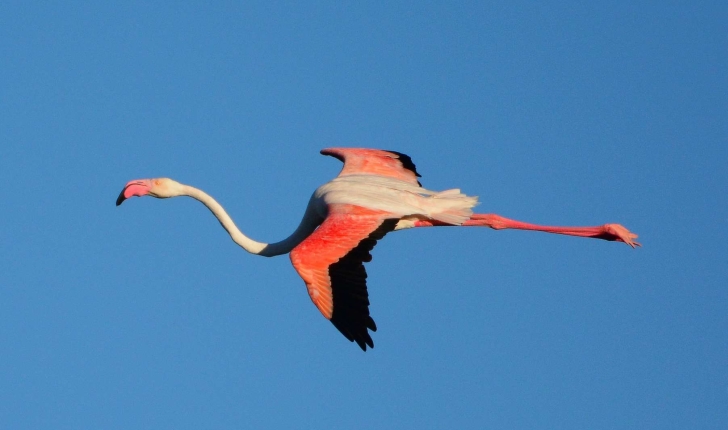 Phoenicopterus roseus (Pallas, 1811)
