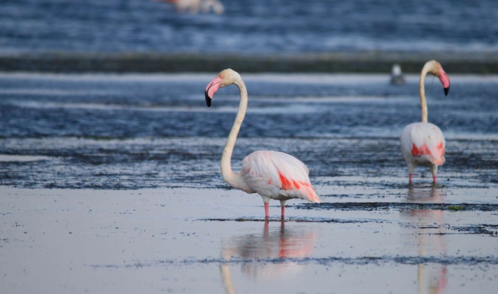 Flamant rose (Phoenicopterus roseus)