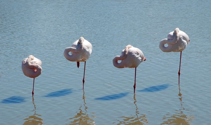 Phoenicopterus roseus (Pallas, 1811)