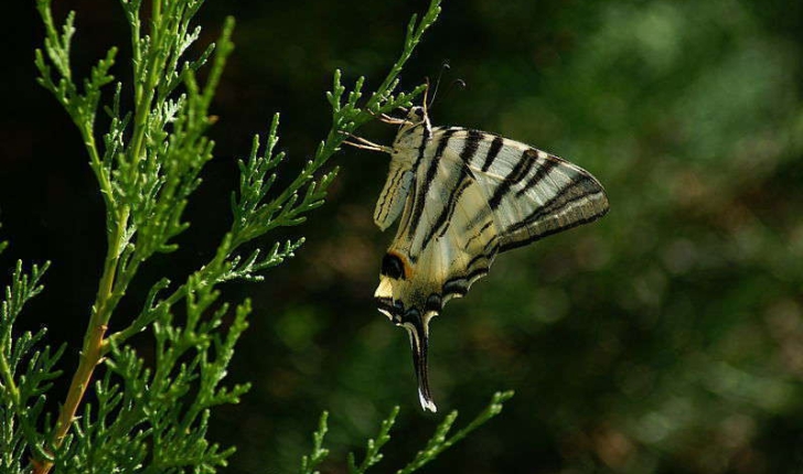 Iphiclides podalirius (Linné, 1758)