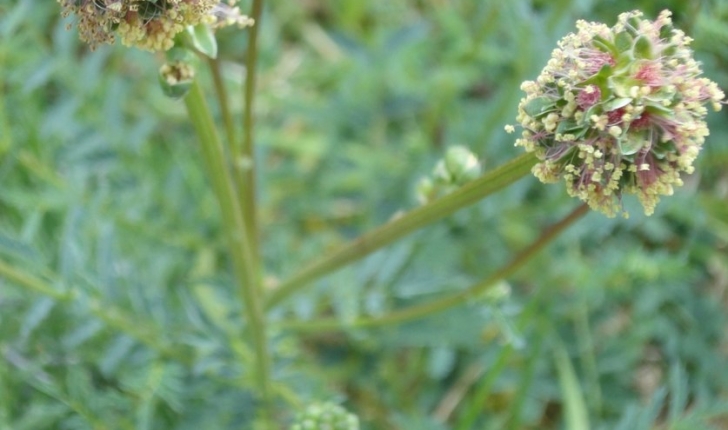 Sanguisorba minor L.
