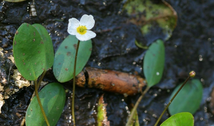 Luronium natans (L.) Raf., 1840