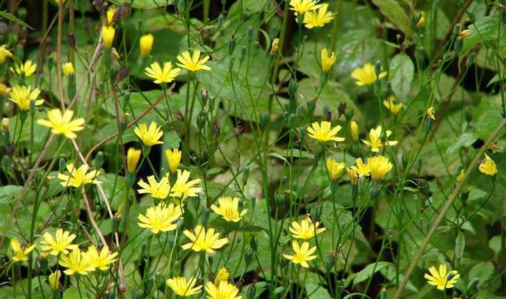 Lapsana communis (L., 1753)