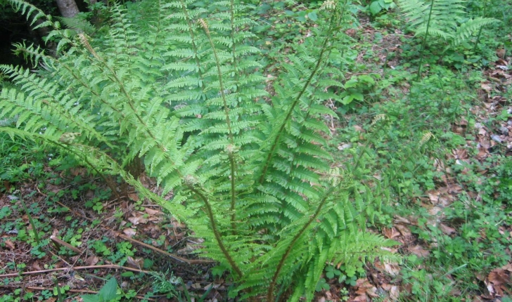 Oreopteris limbosperma (Bellardi ex All.) Holub