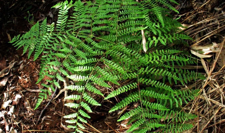 Filicophyta