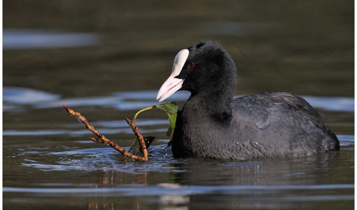 Fulica atra (Linnaeus, 1758)