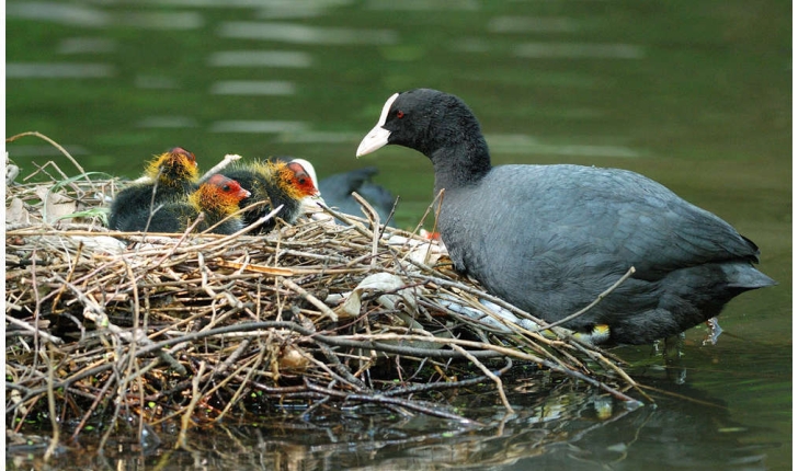 Fulica atra (Linnaeus, 1758)