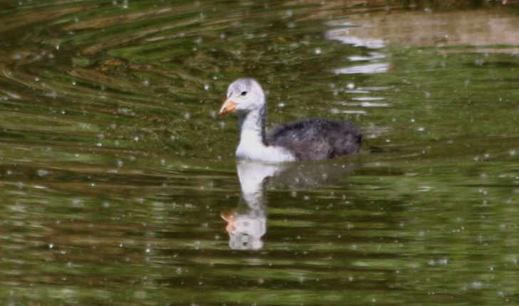 Fulica atra (Linnaeus, 1758)