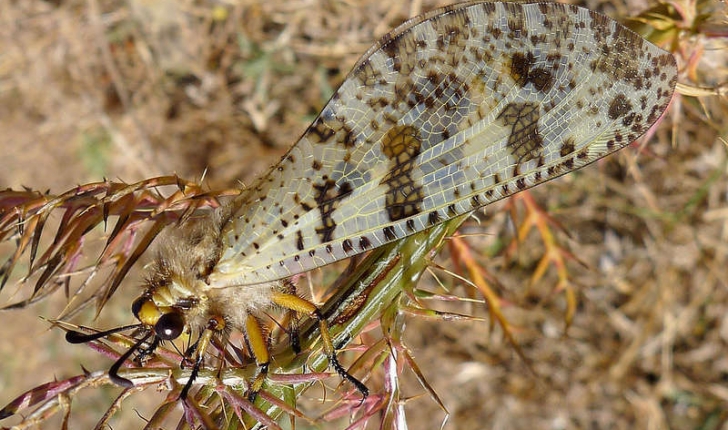 Palpares libelluloides (Linné, 1764)