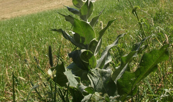 Verbascum thapsus