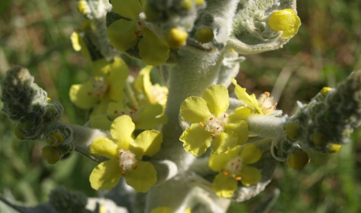 Verbascum thapsus