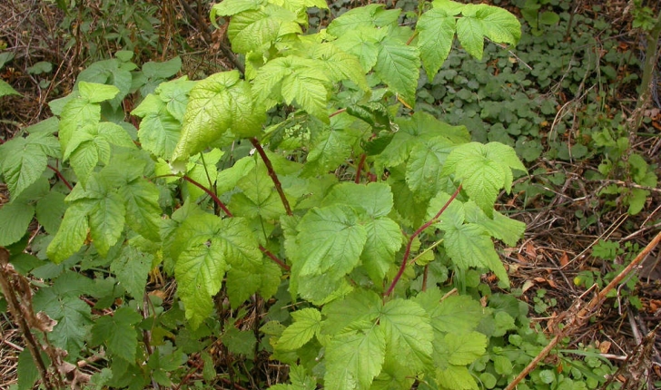 Rubus idaeus (L., 1753)