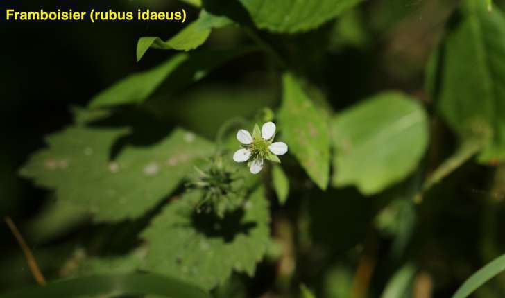 Rubus idaeus (L., 1753)